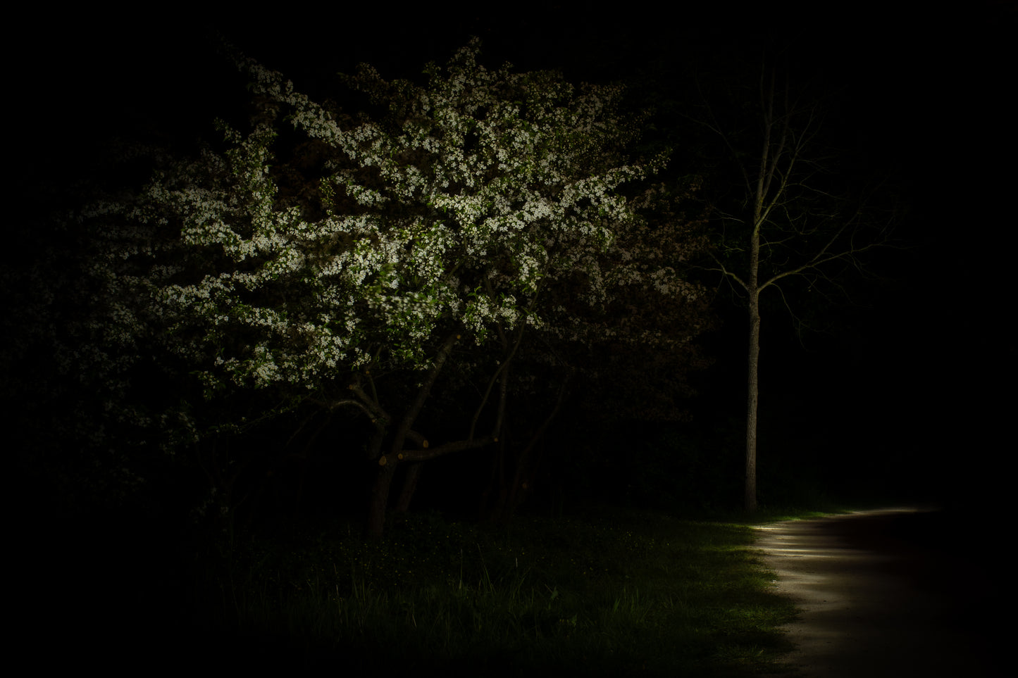 Nachtbloesem Wit - Fine Art Print