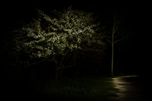 Nachtbloesem Wit - Fine Art Print