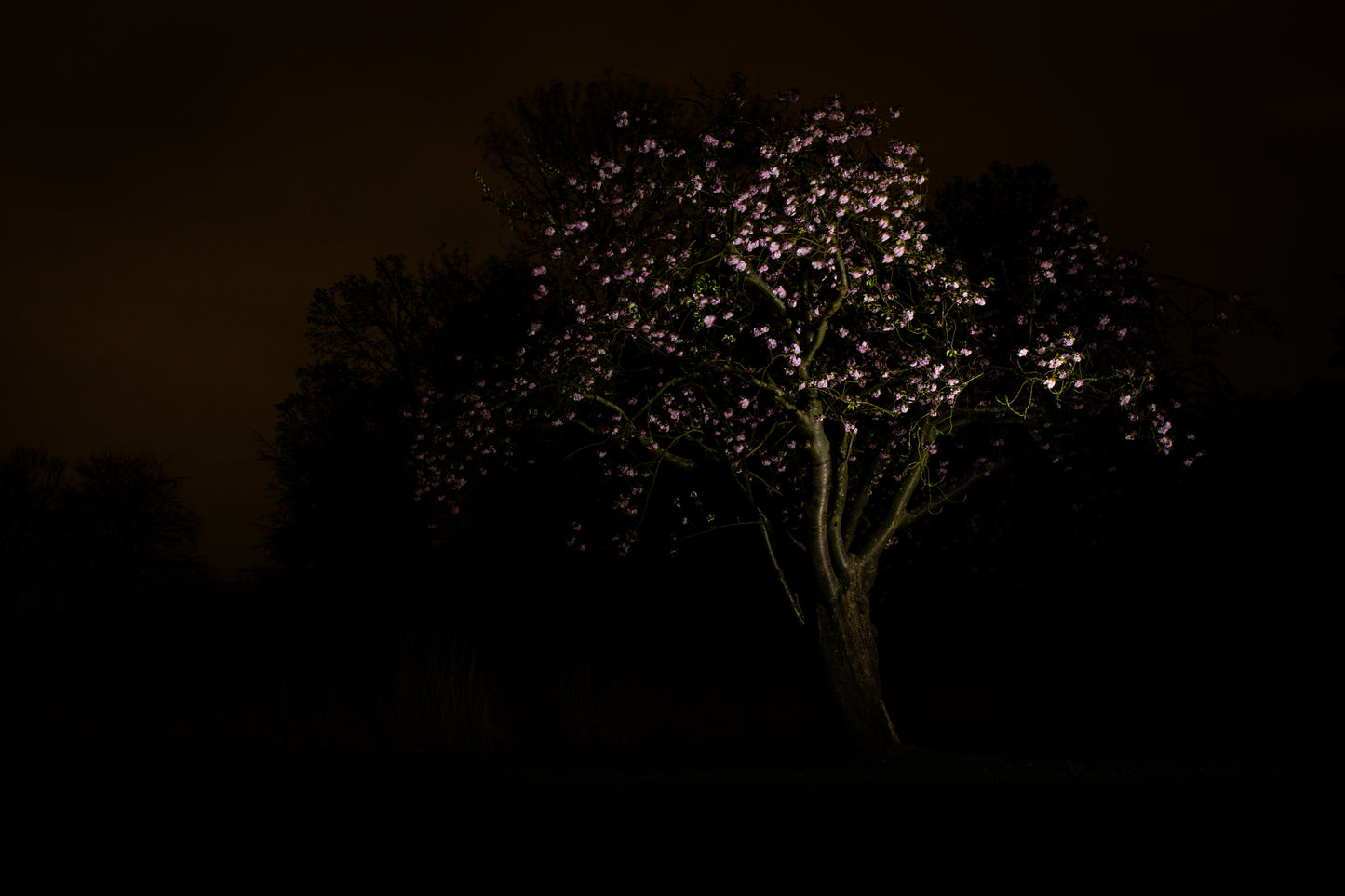 Nachtbloesem Roze - Fine Art Print