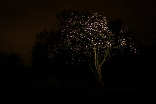 Nachtbloesem Roze - Fine Art Print