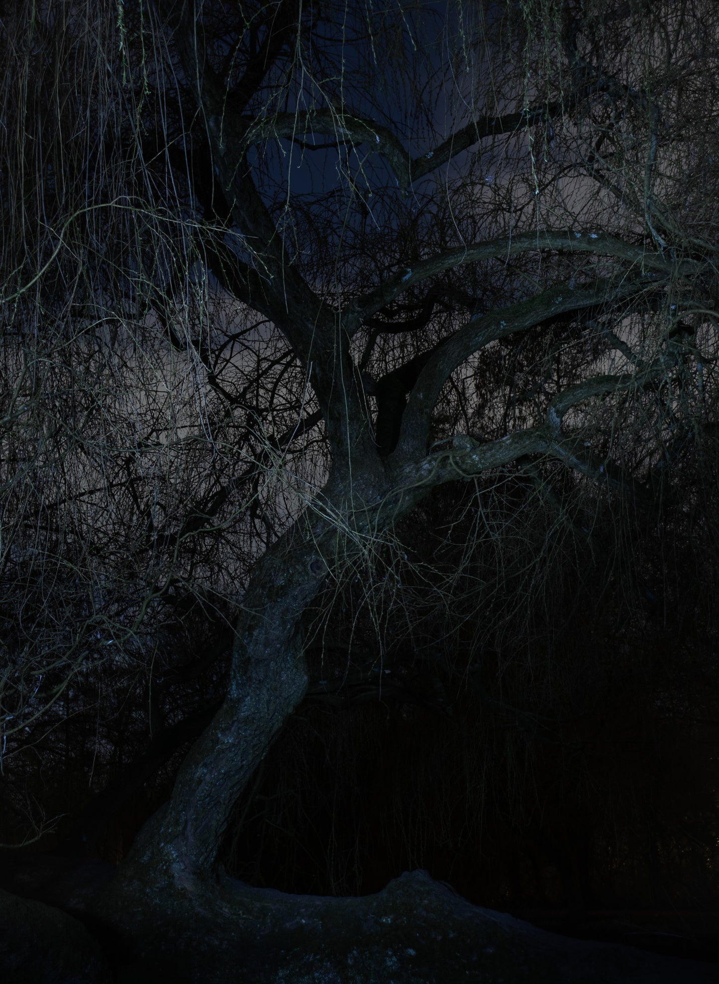 Nachtboom - Fine Art Print