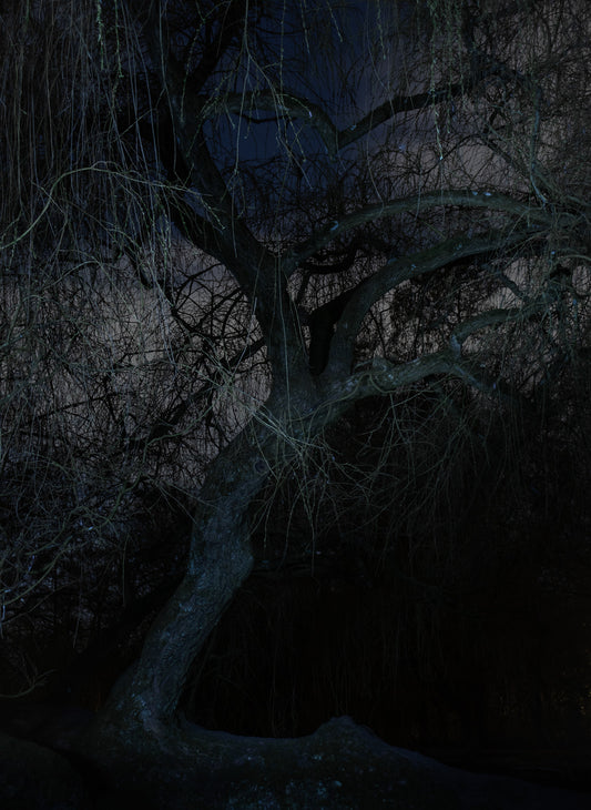 Nachtboom - Fine Art Print